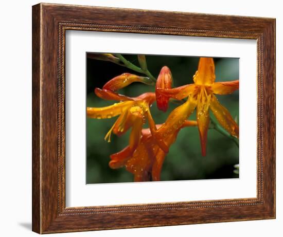 Orange Lily Flowers, Vulcano Baru, Parque National de Amistad, Chiriqui Province, Panama-Christian Ziegler-Framed Photographic Print