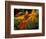 Orange Lily Flowers, Vulcano Baru, Parque National de Amistad, Chiriqui Province, Panama-Christian Ziegler-Framed Photographic Print