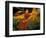 Orange Lily Flowers, Vulcano Baru, Parque National de Amistad, Chiriqui Province, Panama-Christian Ziegler-Framed Photographic Print