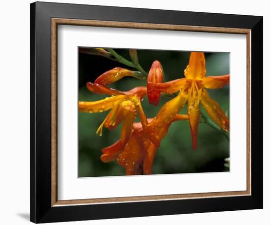 Orange Lily Flowers, Vulcano Baru, Parque National de Amistad, Chiriqui Province, Panama-Christian Ziegler-Framed Photographic Print