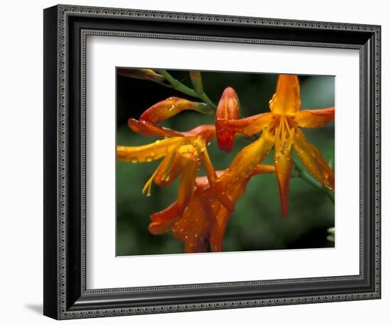 Orange Lily Flowers, Vulcano Baru, Parque National de Amistad, Chiriqui Province, Panama-Christian Ziegler-Framed Photographic Print