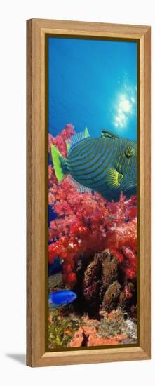 Orange-Lined Triggerfish and Soft Corals in the Ocean-null-Framed Premier Image Canvas