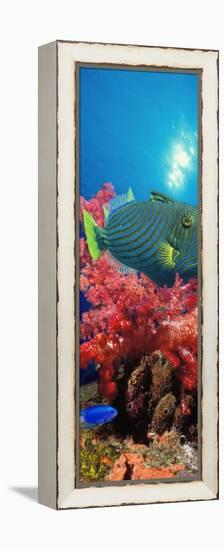 Orange-Lined Triggerfish and Soft Corals in the Ocean-null-Framed Premier Image Canvas