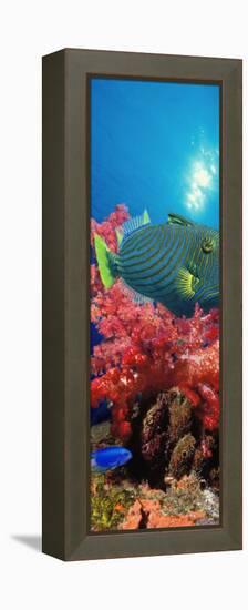Orange-Lined Triggerfish and Soft Corals in the Ocean-null-Framed Premier Image Canvas