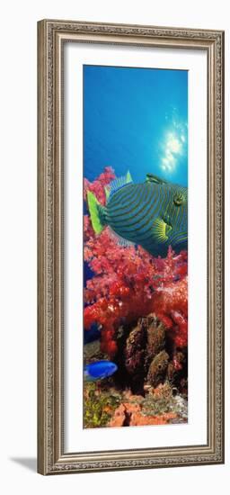 Orange-Lined Triggerfish and Soft Corals in the Ocean-null-Framed Photographic Print