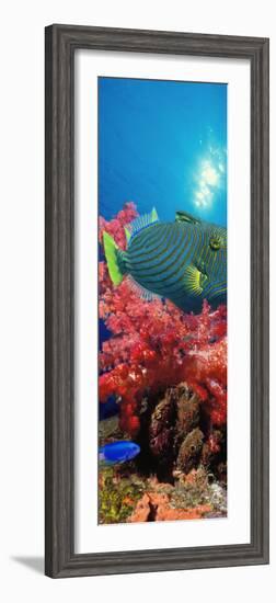 Orange-Lined Triggerfish and Soft Corals in the Ocean-null-Framed Photographic Print