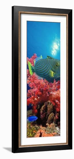 Orange-Lined Triggerfish and Soft Corals in the Ocean-null-Framed Photographic Print