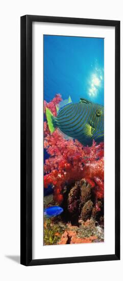 Orange-Lined Triggerfish and Soft Corals in the Ocean-null-Framed Photographic Print