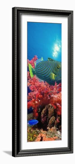 Orange-Lined Triggerfish and Soft Corals in the Ocean-null-Framed Photographic Print