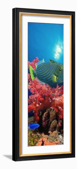 Orange-Lined Triggerfish and Soft Corals in the Ocean-null-Framed Photographic Print