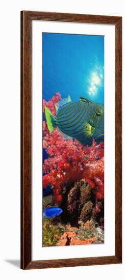 Orange-Lined Triggerfish and Soft Corals in the Ocean-null-Framed Photographic Print