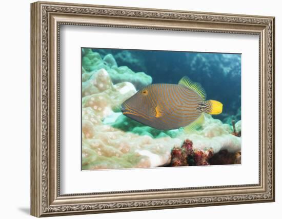 Orange Lined Triggerfish (Balistapus Undulatus), Southern Thailand, Andaman Sea, Indian Ocean, Asia-Andrew Stewart-Framed Photographic Print