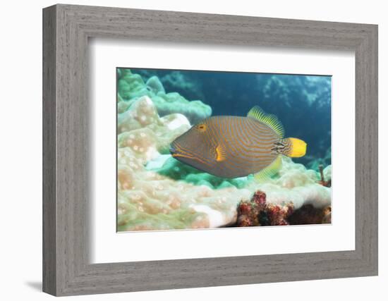 Orange Lined Triggerfish (Balistapus Undulatus), Southern Thailand, Andaman Sea, Indian Ocean, Asia-Andrew Stewart-Framed Photographic Print