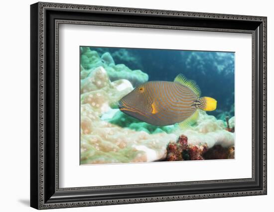 Orange Lined Triggerfish (Balistapus Undulatus), Southern Thailand, Andaman Sea, Indian Ocean, Asia-Andrew Stewart-Framed Photographic Print