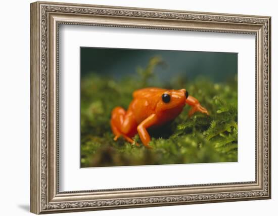 Orange Mantella Frog in Foliage-DLILLC-Framed Photographic Print