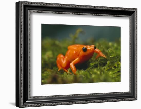 Orange Mantella Frog in Foliage-DLILLC-Framed Photographic Print