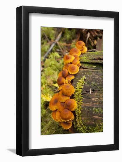 Orange mushrooms growing on a log in a forest, Sechelt, British Columbia, Canada-Kristin Piljay-Framed Photographic Print