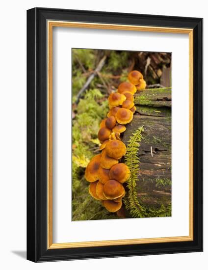 Orange mushrooms growing on a log in a forest, Sechelt, British Columbia, Canada-Kristin Piljay-Framed Photographic Print