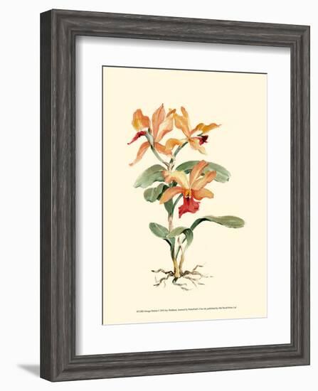 Orange Orchid-Joy Waldman-Framed Art Print