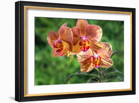 Orange Orchid-Don Spears-Framed Art Print