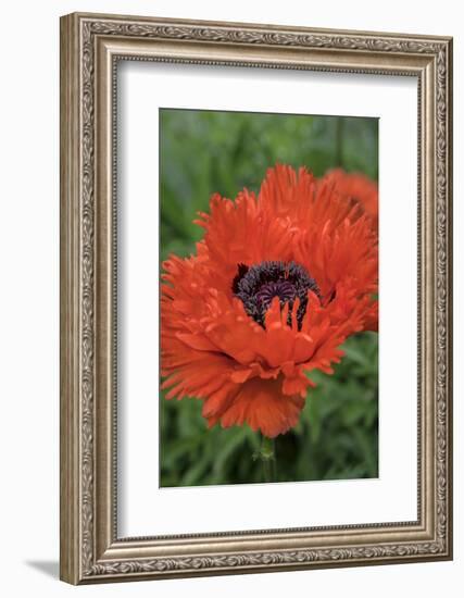Orange Oriental Poppies, USA-Lisa S. Engelbrecht-Framed Photographic Print