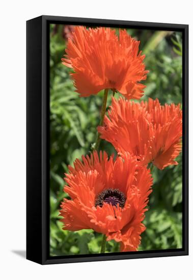 Orange Oriental Poppies, Usa-Lisa S. Engelbrecht-Framed Premier Image Canvas