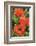 Orange Oriental Poppies, Usa-Lisa S. Engelbrecht-Framed Photographic Print