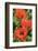 Orange Oriental Poppies, Usa-Lisa S. Engelbrecht-Framed Photographic Print