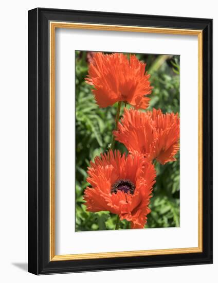 Orange Oriental Poppies, Usa-Lisa S. Engelbrecht-Framed Photographic Print