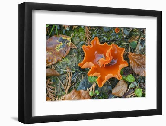 Orange Peel Fungus (Aleuria Aurantia) Snowdonia, Wales, UK, October-Adrian Davies-Framed Photographic Print