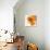 Orange Petals 2-Jan Weiss-Premium Giclee Print displayed on a wall