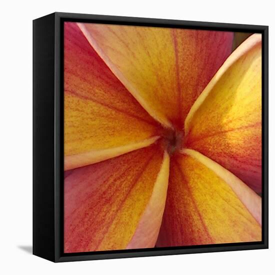 Orange Plumeria at Molokai Plumerias, Molokai, Hawaii, USA-Bruce Behnke-Framed Premier Image Canvas