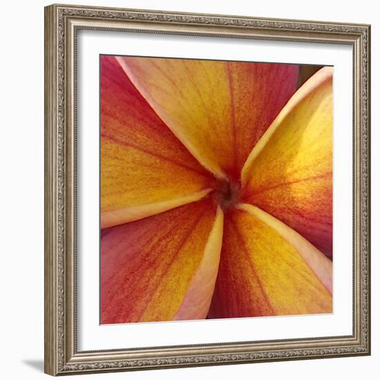 Orange Plumeria at Molokai Plumerias, Molokai, Hawaii, USA-Bruce Behnke-Framed Photographic Print