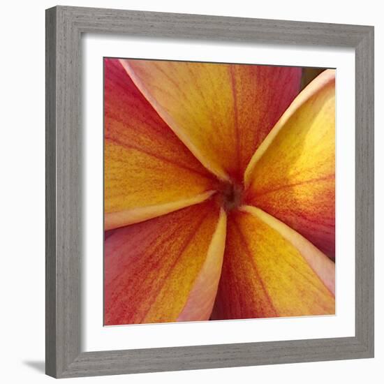 Orange Plumeria at Molokai Plumerias, Molokai, Hawaii, USA-Bruce Behnke-Framed Photographic Print