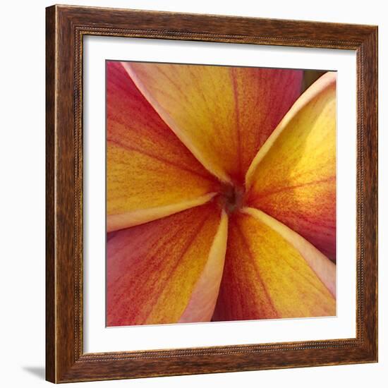 Orange Plumeria at Molokai Plumerias, Molokai, Hawaii, USA-Bruce Behnke-Framed Photographic Print