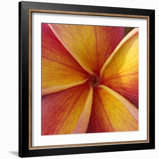 Orange Plumeria at Molokai Plumerias, Molokai, Hawaii, USA-Bruce Behnke-Framed Photographic Print