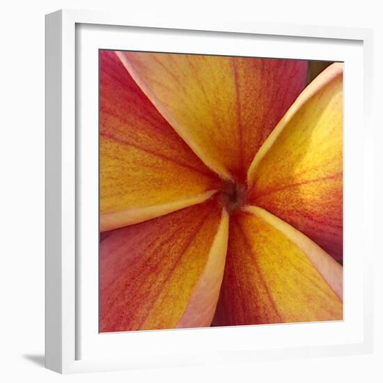 Orange Plumeria at Molokai Plumerias, Molokai, Hawaii, USA-Bruce Behnke-Framed Photographic Print