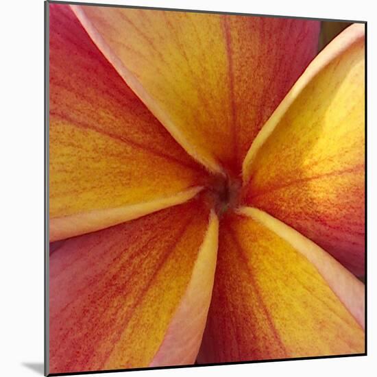 Orange Plumeria at Molokai Plumerias, Molokai, Hawaii, USA-Bruce Behnke-Mounted Photographic Print