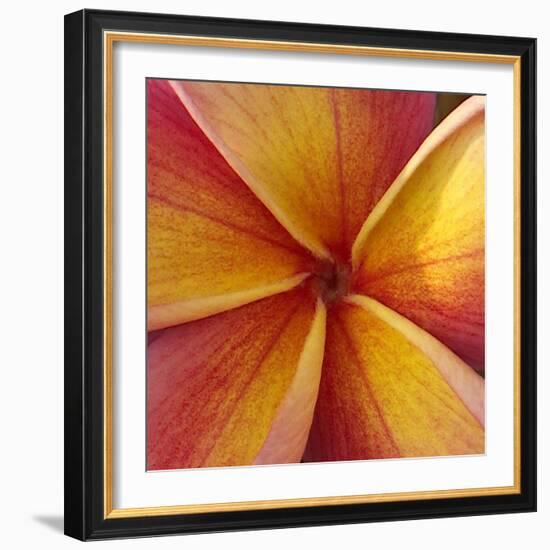 Orange Plumeria at Molokai Plumerias, Molokai, Hawaii, USA-Bruce Behnke-Framed Photographic Print