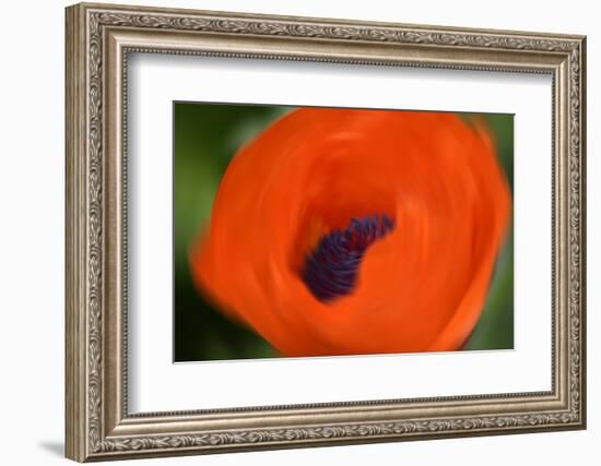 Orange Poppy-Savanah Stewart-Framed Photographic Print