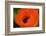 Orange Poppy-Savanah Stewart-Framed Photographic Print