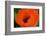 Orange Poppy-Savanah Stewart-Framed Photographic Print