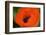 Orange Poppy-Savanah Stewart-Framed Photographic Print