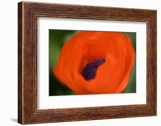 Orange Poppy-Savanah Stewart-Framed Photographic Print