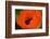 Orange Poppy-Savanah Stewart-Framed Photographic Print