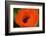 Orange Poppy-Savanah Stewart-Framed Photographic Print