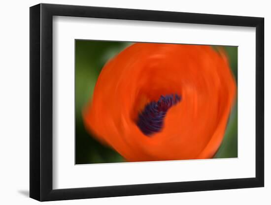 Orange Poppy-Savanah Stewart-Framed Photographic Print