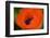 Orange Poppy-Savanah Stewart-Framed Photographic Print