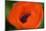 Orange Poppy-Savanah Stewart-Mounted Photographic Print