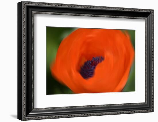 Orange Poppy-Savanah Stewart-Framed Photographic Print